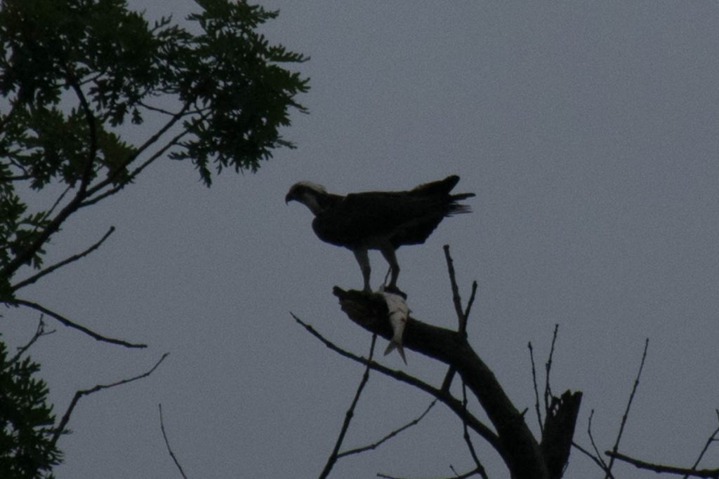 Bald eagle with dinner